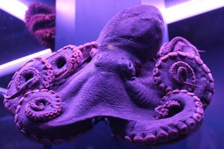 Sea Creatures exhibition offers an unrivalled insight into the ocean’s depths