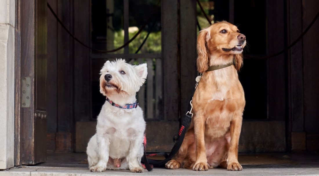 Countryside Chic: The Montagu Arms paw-fect pooch package - Tempus Magazine