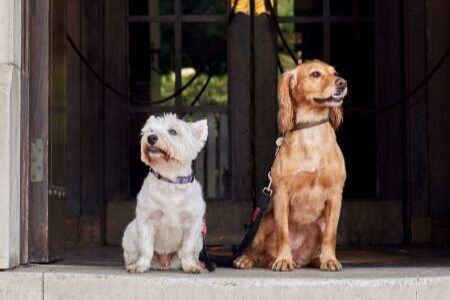 Celebrate International Dog Day with The Montagu Arms’ paw-fect pooch packages