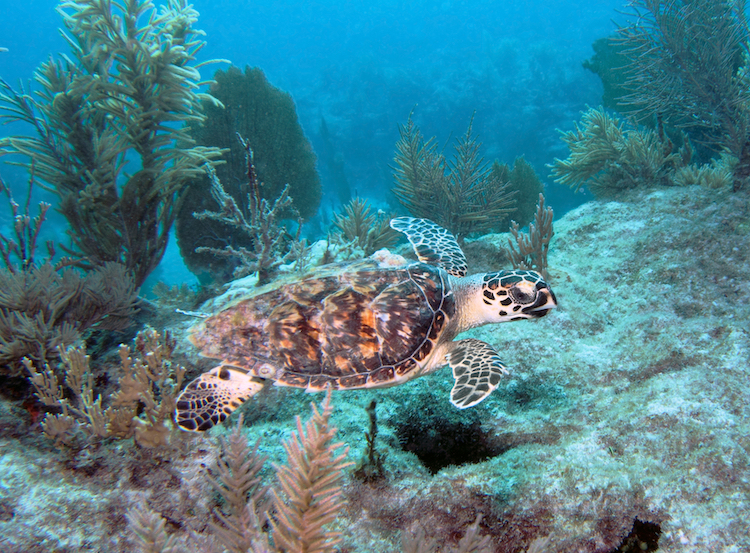 Florida Keys Hawksbill Turtle 
