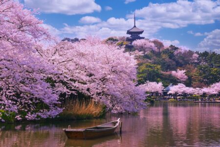 Sakura