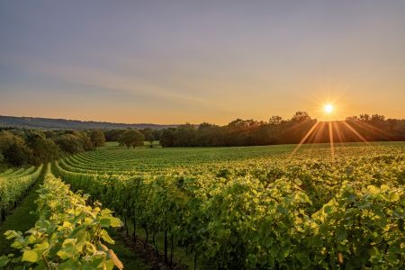 English Wine Week: Celebrating craft and climate