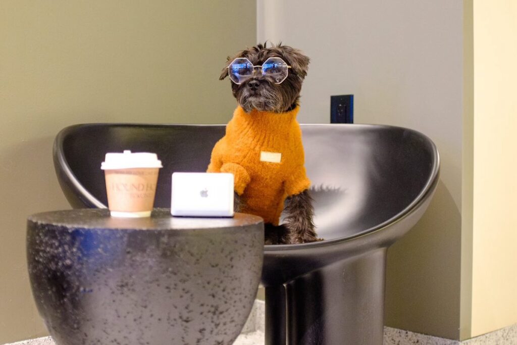 luxury pet care