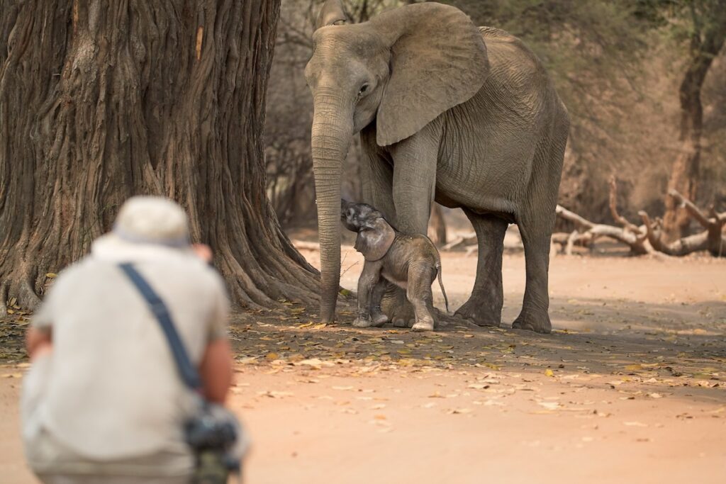 steppes travel safari