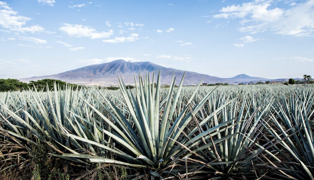The Agave Trilogy pt. I: tequila