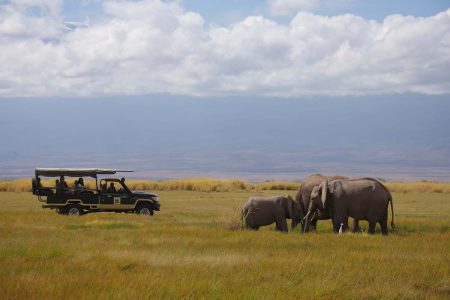 Record elephant and rhino births set to entice safari-going travellers back to Kenya