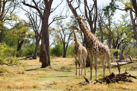 Botswana Time: a journey along the Okavango Delta