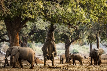 Five destinations to see elephants in Africa with Wilderness Safaris