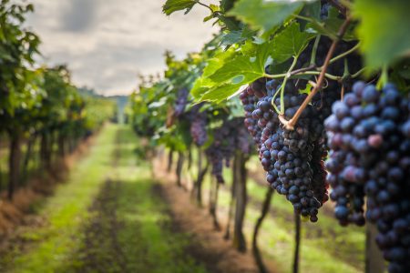 Grape expectations: Master Sommelier Ronan Sayburn offers his predictions for the future of red wines and shares his favourite tipples