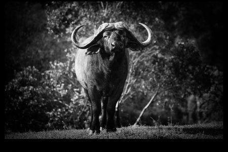 Into the Wild: Artist Anthony Russell on the inspiration behind his wild art