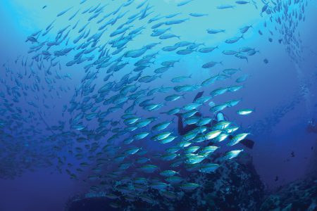 Four Seasons Resort Koh Samui on conserving Thailand’s rich shoreline