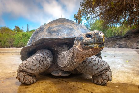 Cruising through Darwin’s laboratory: a trip to the wonder of the Galapagos Islands