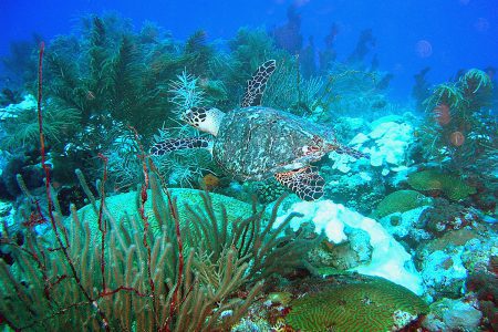 Experience island paradise without the plastics as Barbados announces landmark ban