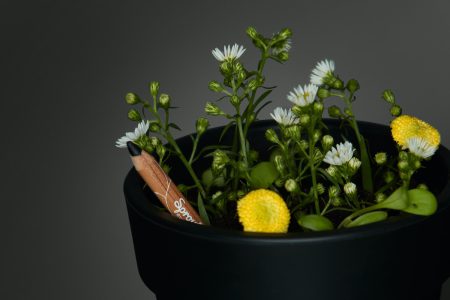 Plantable pencils: a closer look at Sprout World