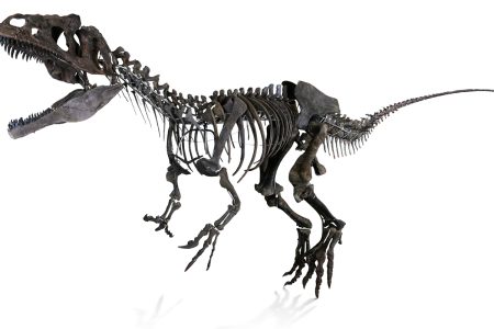 A roaringly unique investment: this mystery dinosaur will be auctioned in Lyon