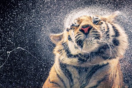 Animal instincts: Tim Flach invites us to adopt a fresh perspective on wildlife conservation