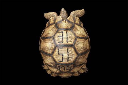 Discover the design hotlist: wildlife photographer Tim Flach